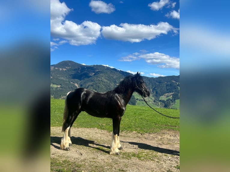Barocco pinto Mix Stallone 1 Anno in Bischofshofen