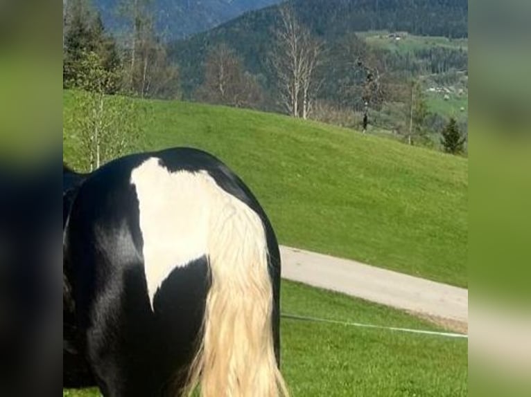 Barocco pinto Mix Stallone 1 Anno in Bischofshofen