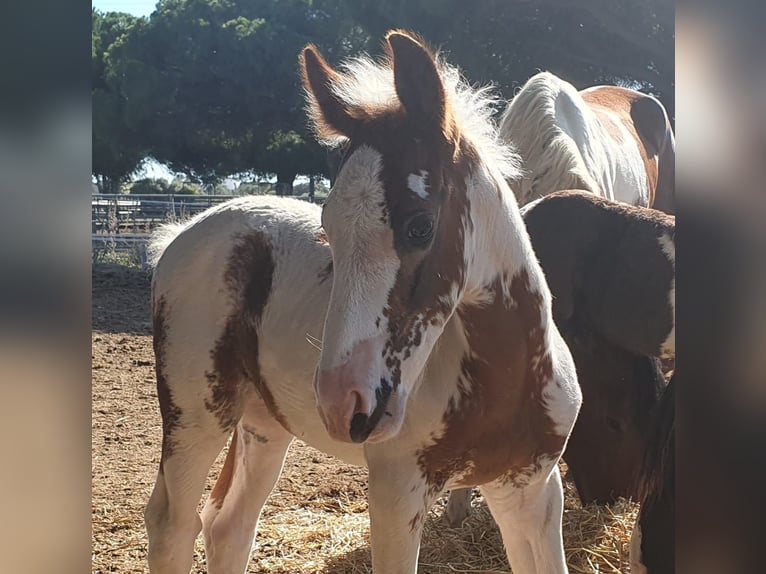 Barocco pinto Stallone 1 Anno in Chiclana de la Frontera