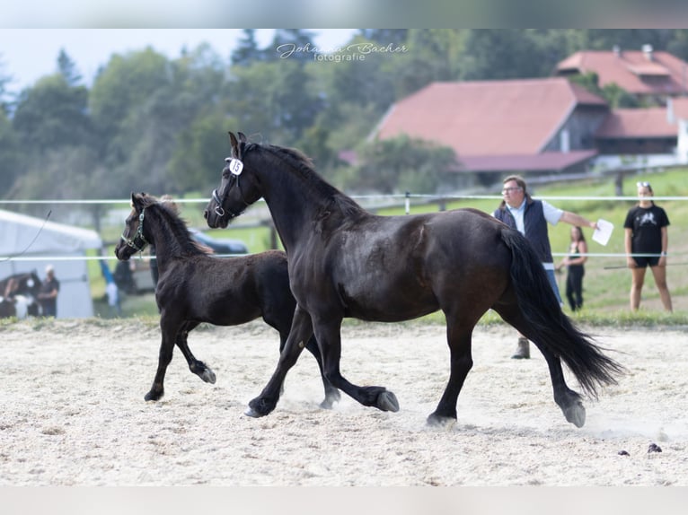 Barocco pinto Stallone 1 Anno Tobiano-tutti i colori in Tzummarum