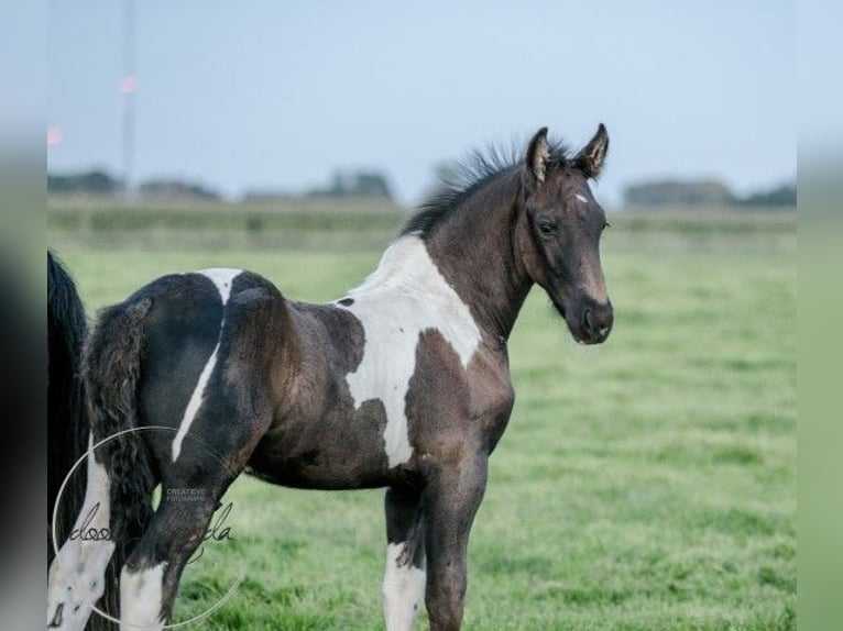 Barocco pinto Stallone 1 Anno Tobiano-tutti i colori in Tzummarum