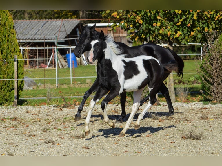 Barocco pinto Stallone 1 Anno Tobiano-tutti i colori in Ptuj