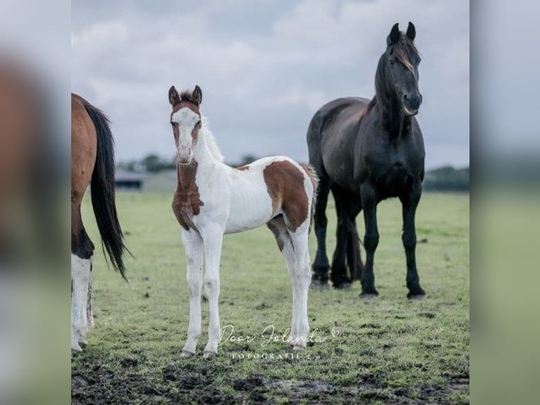 Barocco pinto Stallone 1 Anno Tobiano-tutti i colori in Tzummarum