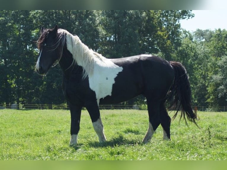 Barocco pinto Stallone 1 Anno Tobiano-tutti i colori in Tzummarum