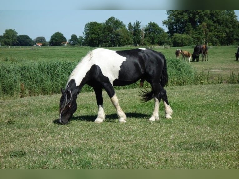 Barocco pinto Stallone 1 Anno Tobiano-tutti i colori in Tzummarum