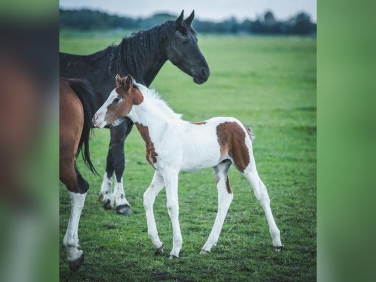 Barocco pinto Stallone 1 Anno Tobiano-tutti i colori in Tzummarum