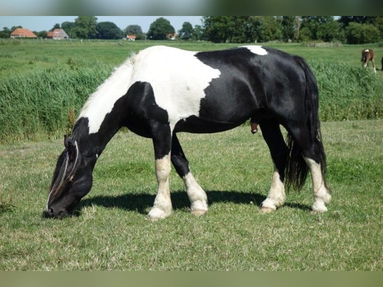 Barocco pinto Stallone 1 Anno Tobiano-tutti i colori in Tzummarum