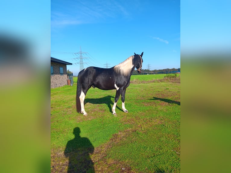 Barocco pinto Stallone 2 Anni 157 cm Pezzato in Stemwede