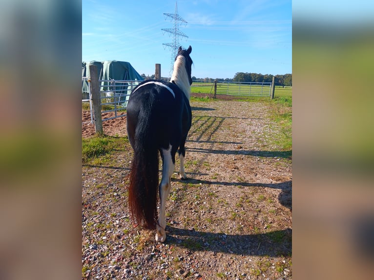 Barocco pinto Stallone 2 Anni 157 cm Pezzato in Stemwede