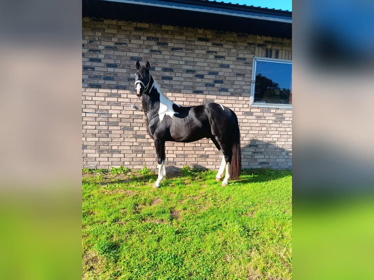 Barocco pinto Stallone 2 Anni 157 cm Pezzato in Stemwede