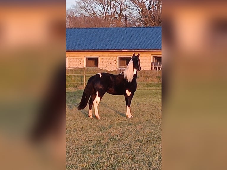 Barocco pinto Stallone 2 Anni 158 cm Pezzato in Stemwede