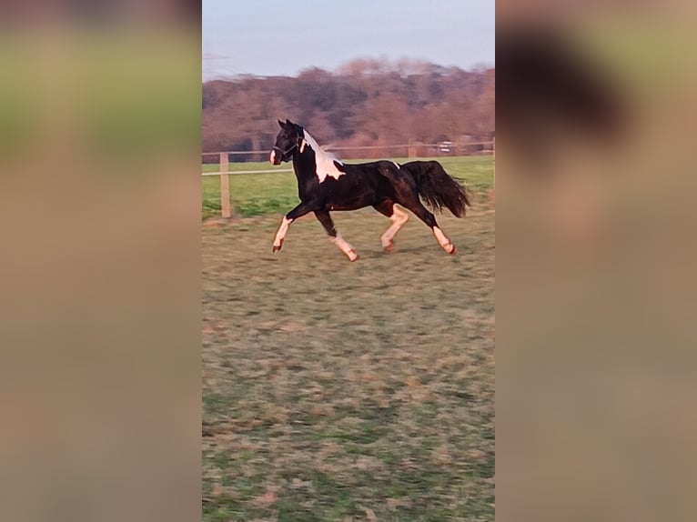 Barocco pinto Stallone 2 Anni 158 cm Pezzato in Stemwede