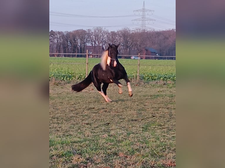 Barocco pinto Stallone 2 Anni 158 cm Pezzato in Stemwede