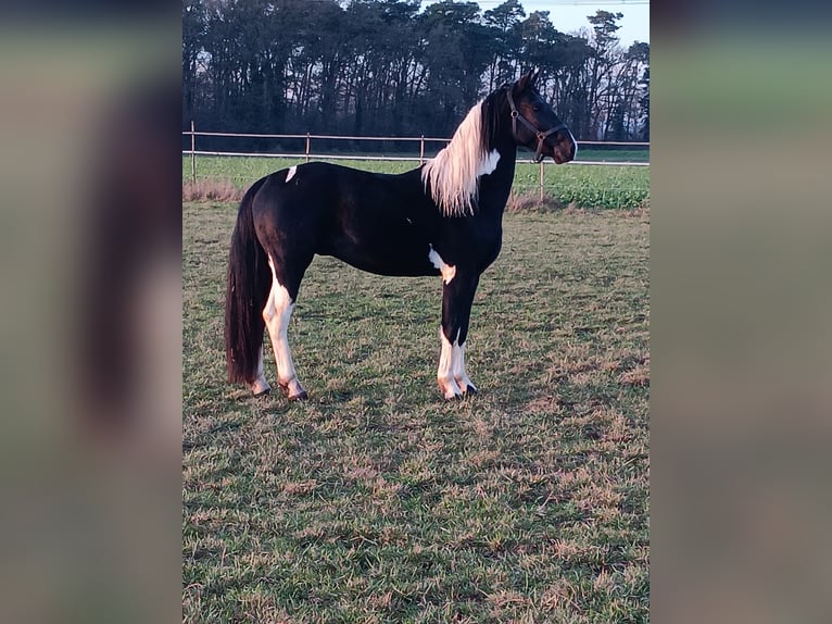 Barocco pinto Stallone 2 Anni 158 cm Pezzato in Stemwede