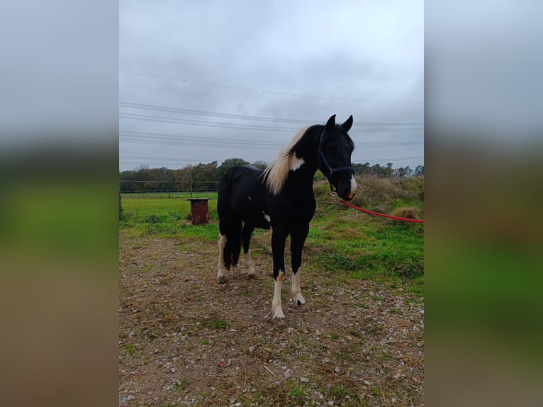 Barocco pinto Stallone 2 Anni 158 cm Pezzato in Stemwede