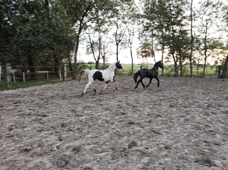 Barocco pinto Stallone 2 Anni 158 cm Pezzato in Tzummarum