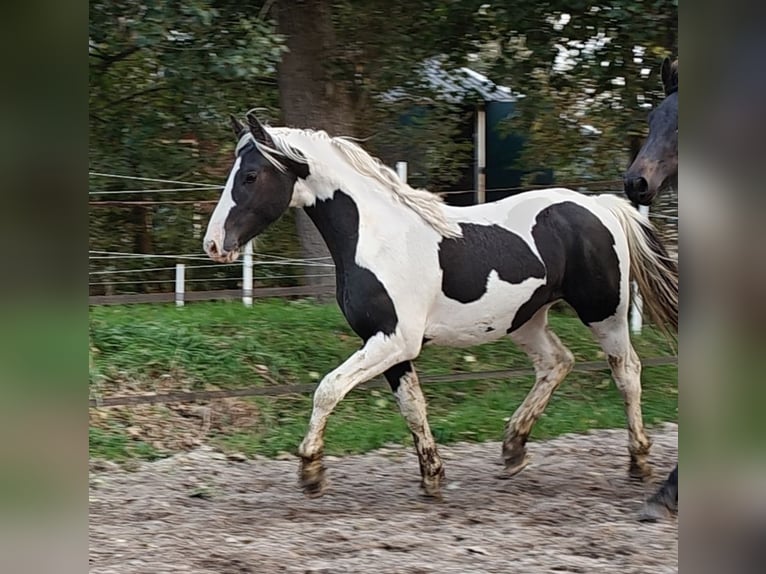 Barocco pinto Stallone 2 Anni 158 cm Pezzato in Tzummarum
