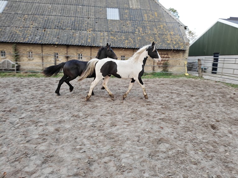 Barocco pinto Stallone 2 Anni 158 cm Pezzato in Tzummarum
