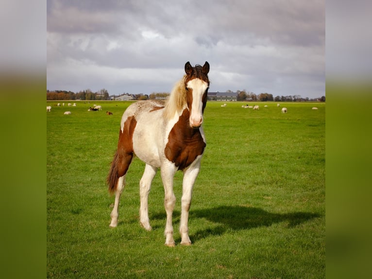 Barocco pinto Stallone 2 Anni 160 cm Overo-tutti i colori in Tzummarum