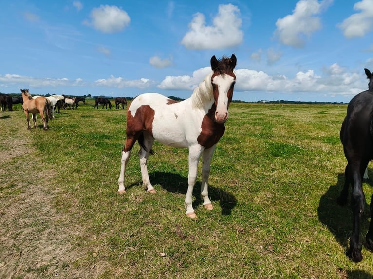 Barocco pinto Stallone 2 Anni 160 cm Overo-tutti i colori in Tzummarum