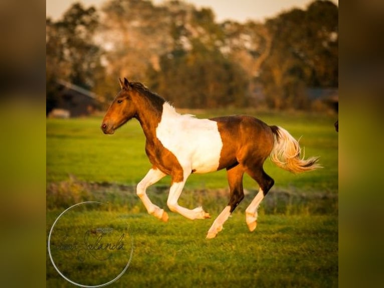 Barocco pinto Stallone 2 Anni 165 cm Pezzato in Tzummarum