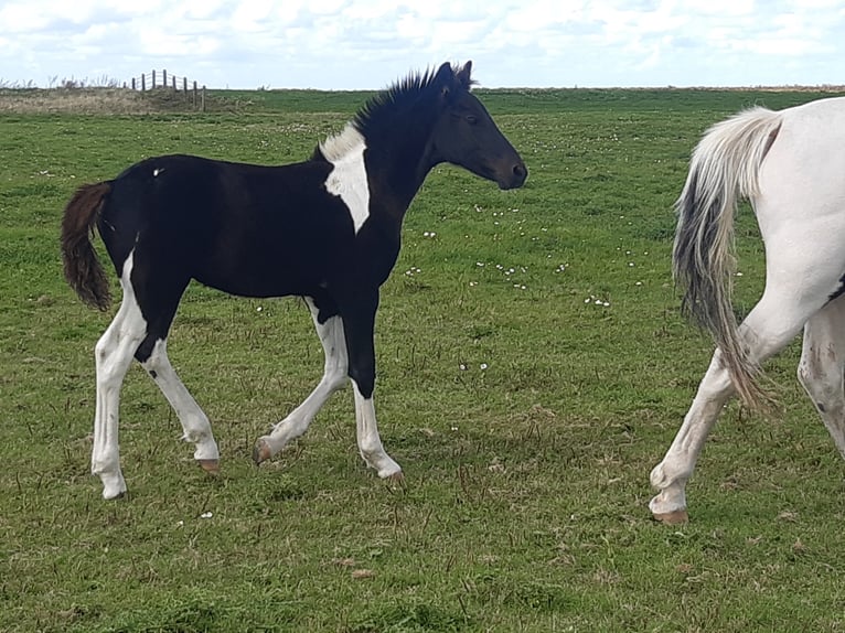 Barocco pinto Stallone 2 Anni in Bunde