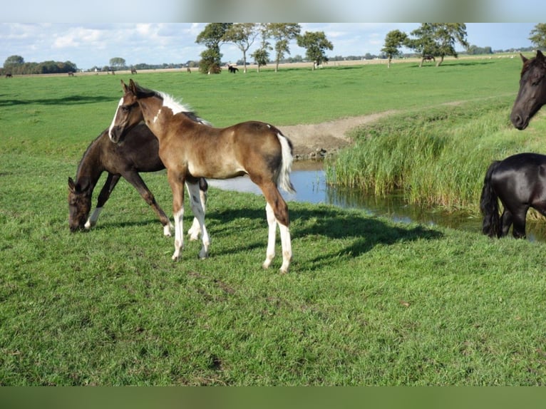 Barocco pinto Stallone 2 Anni in Bunde