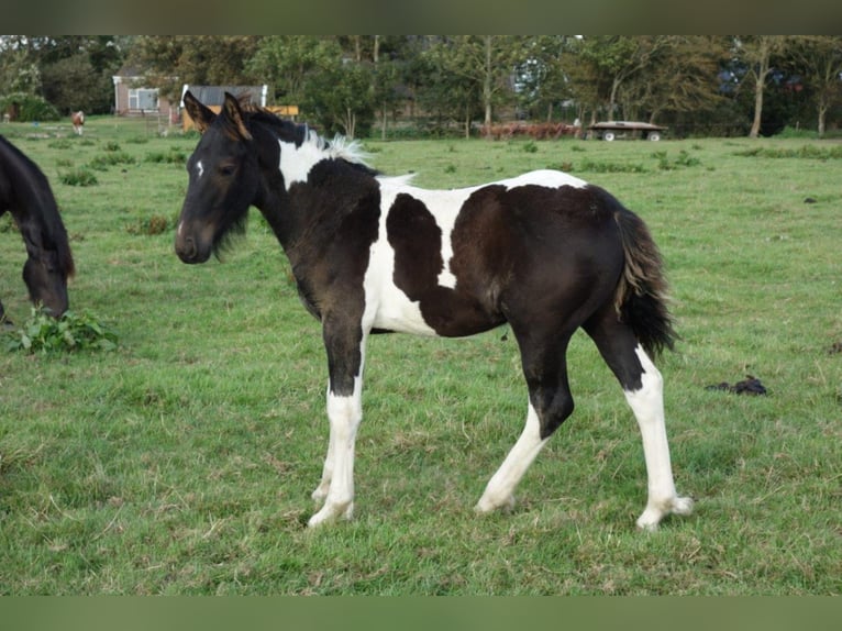 Barocco pinto Stallone 2 Anni in Bunde