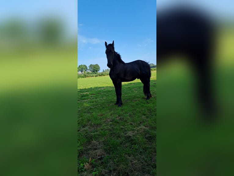 Barocco pinto Stallone 2 Anni Morello in Coevorden