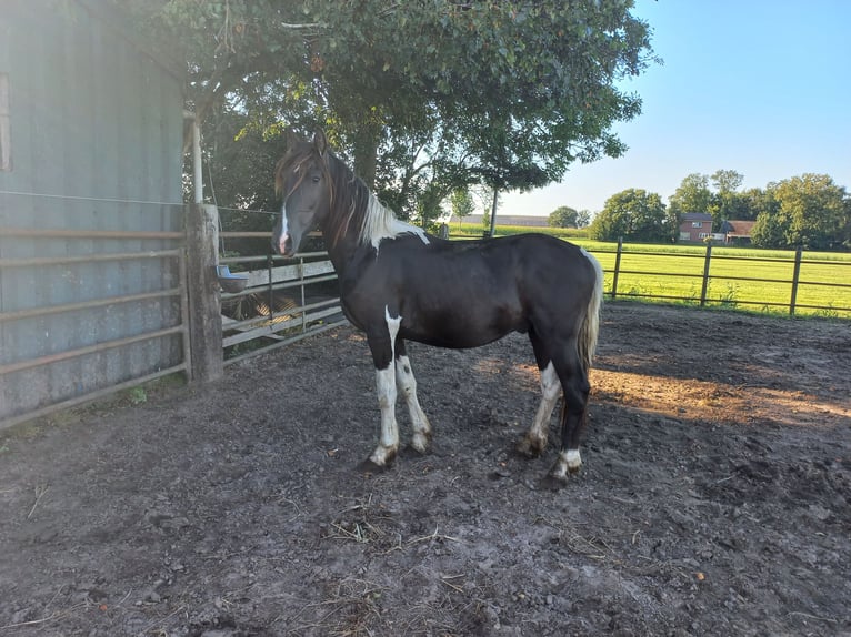 Barocco pinto Stallone 2 Anni Pezzato in Steenwijk