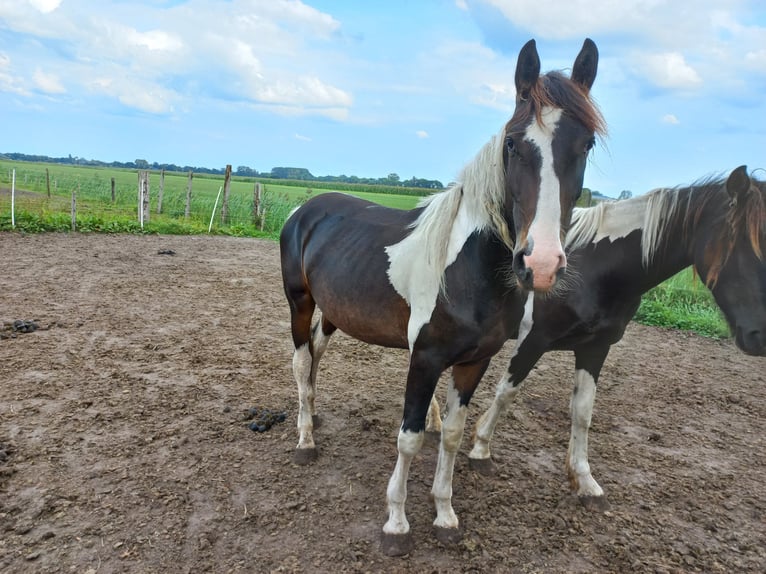 Barocco pinto Stallone 2 Anni Pezzato in Steenwijk