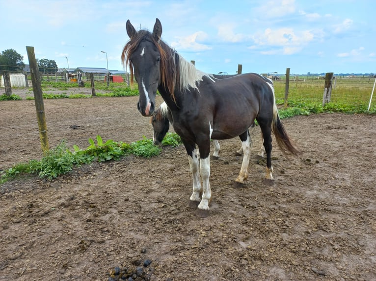 Barocco pinto Stallone 2 Anni Pezzato in Steenwijk