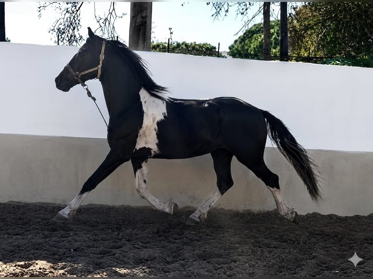 Barocco pinto Stallone 3 Anni 152 cm Pezzato in Vejer de la Frontera