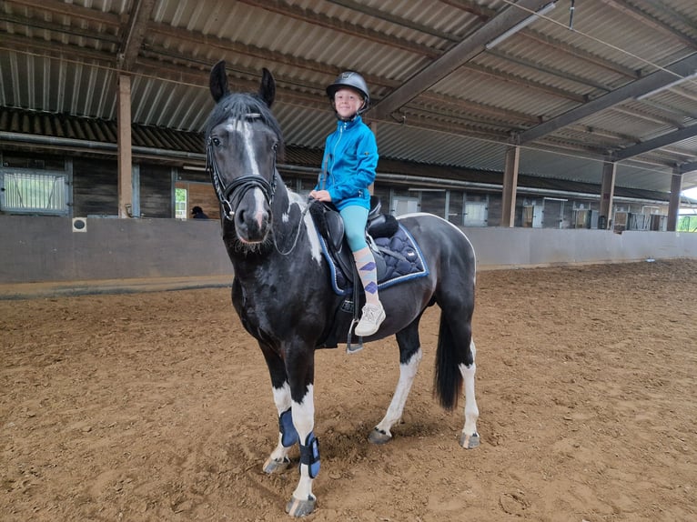 Barocco pinto Stallone 3 Anni 161 cm Pezzato in Velbert