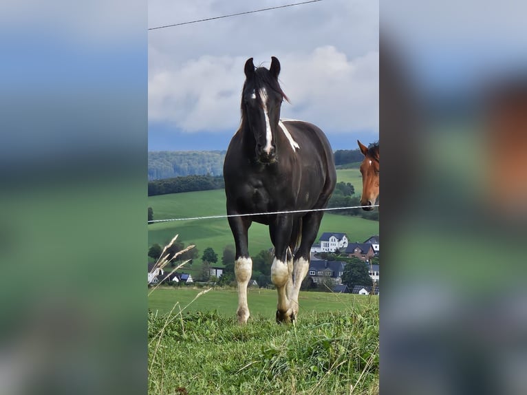 Barocco pinto Stallone 3 Anni 161 cm Pezzato in Velbert