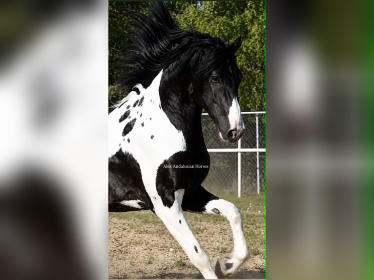 Barocco pinto Stallone 3 Anni 162 cm  in Sevilla