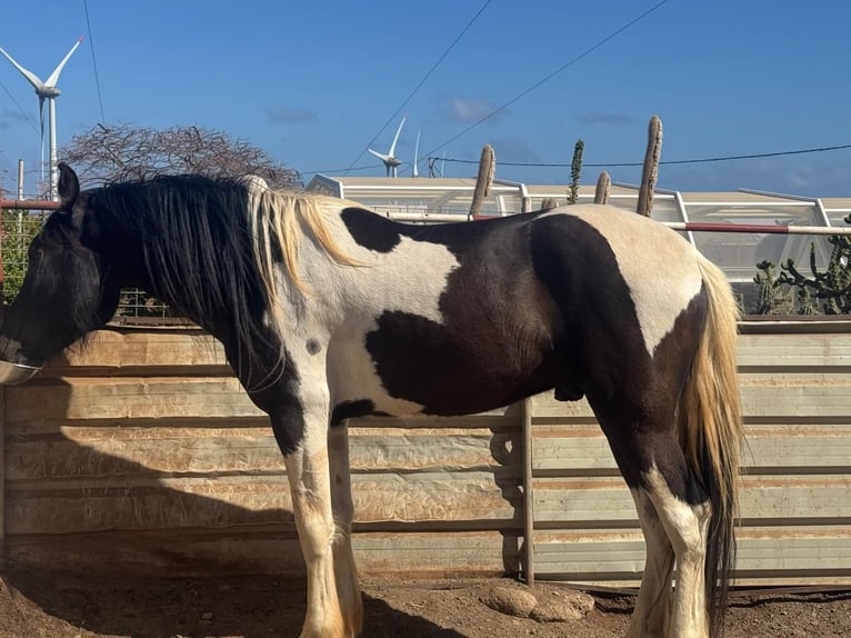 Barocco pinto Stallone 3 Anni 164 cm Pezzato in Maspalomas