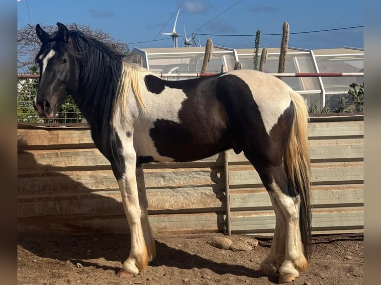 Barocco pinto Stallone 3 Anni 164 cm Pezzato in Maspalomas