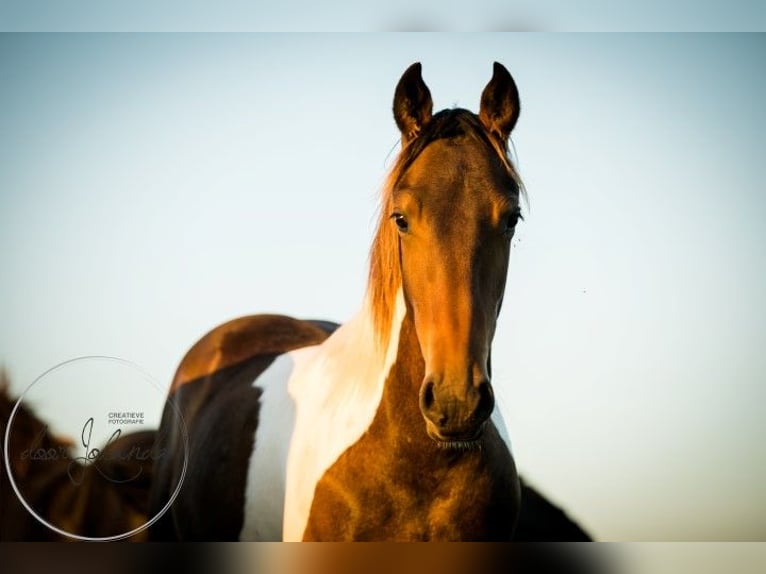 Barocco pinto Stallone 3 Anni 165 cm Pezzato in Tzummarum