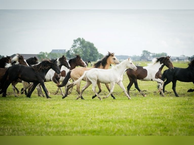 Barocco pinto Stallone 3 Anni 165 cm Pezzato in Tzummarum