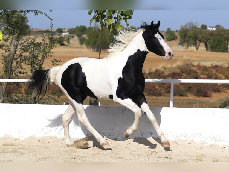 Barocco pinto Stallone 3 Anni 166 cm Tobiano-tutti i colori in Colmenar de Oreja