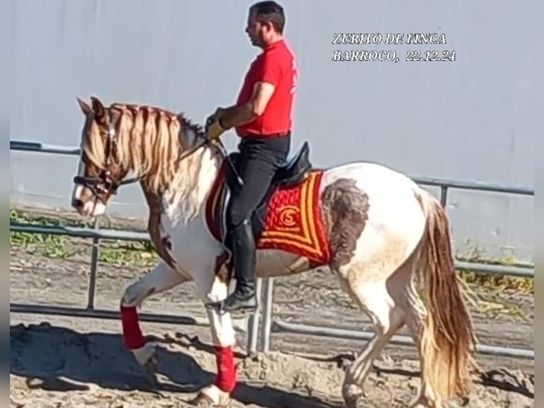Barocco pinto Mix Stallone 3 Anni Pezzato in Chiclana de la Frontera