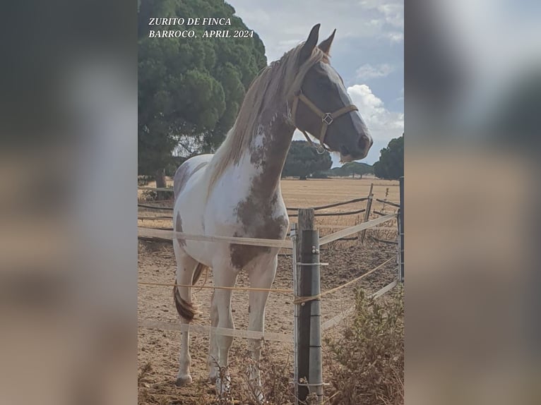 Barocco pinto Mix Stallone 3 Anni Pezzato in Chiclana de la Frontera