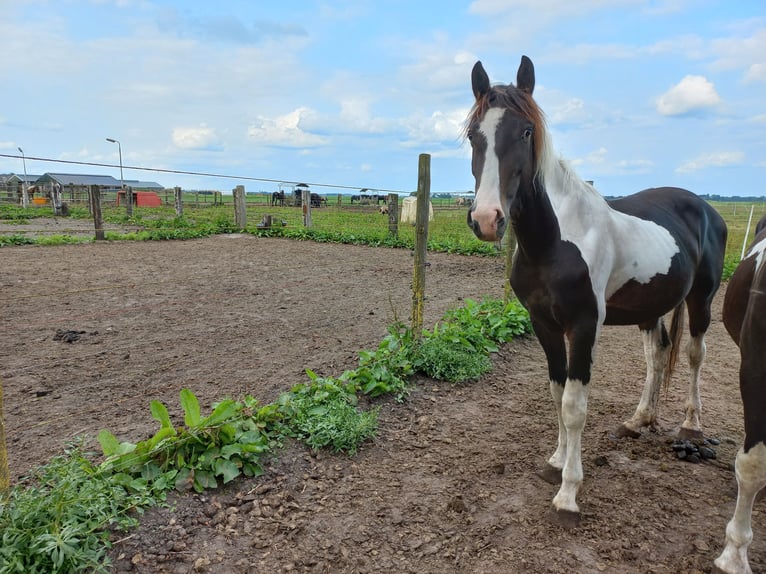 Barocco pinto Stallone 3 Anni Pezzato in Steenwijk