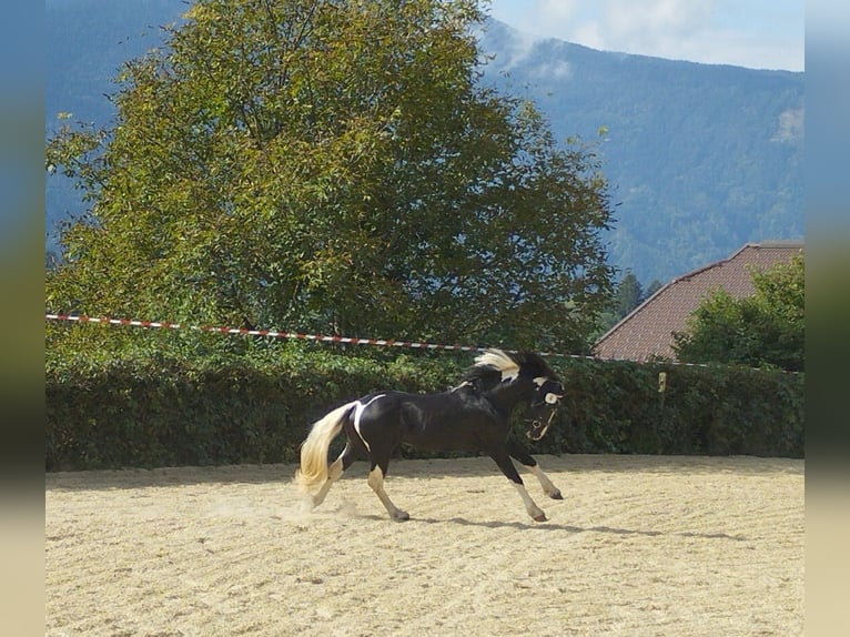 Barocco pinto Stallone 4 Anni 161 cm Pezzato in Gmünd