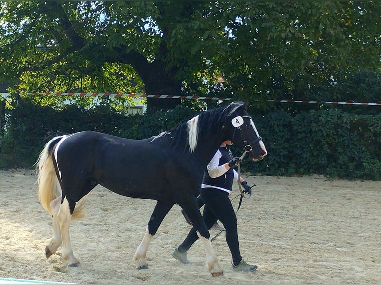 Barocco pinto Stallone 4 Anni 161 cm Pezzato in Gmünd