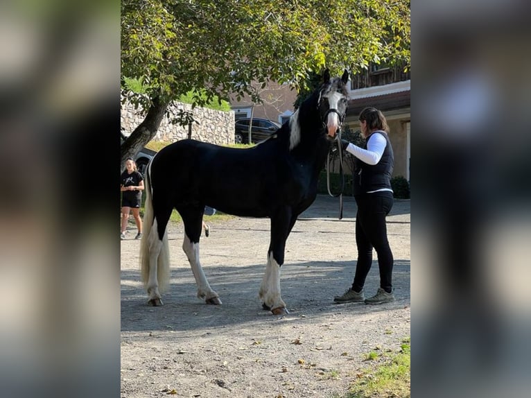 Barocco pinto Stallone 4 Anni 161 cm Pezzato in Gmünd