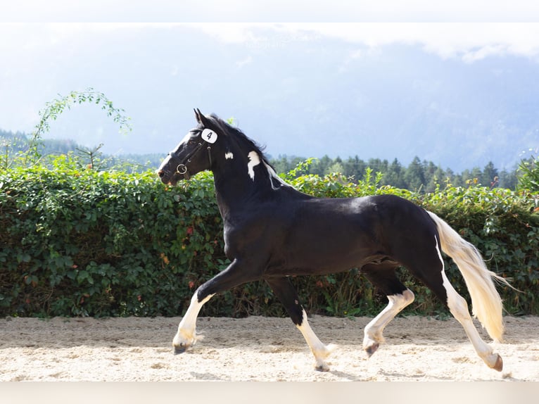 Barocco pinto Stallone 4 Anni 161 cm Pezzato in Gmünd