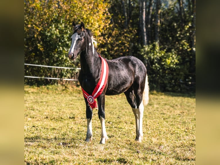 Barocco pinto Stallone 4 Anni 161 cm Pezzato in Gmünd