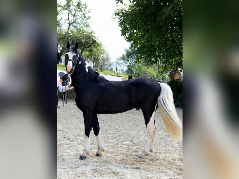 Barocco pinto Stallone 4 Anni 161 cm Pezzato in Gmünd